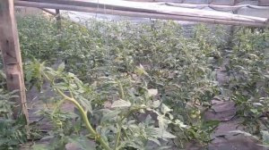 Томат Президент. Второй оборот.