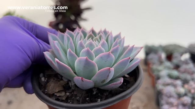 Organizando el invernadero, qué hago cuando llegan nuevas plantas смотреть онлайн