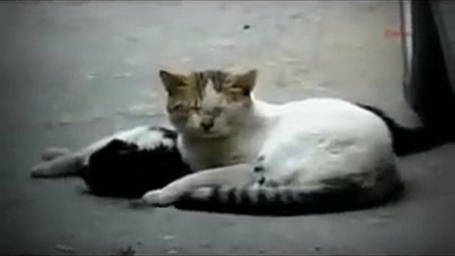 Самый грустный ролик в мире про Кошек! смотреть онлайн