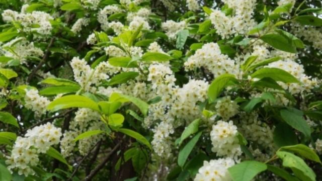 Почему нельзя сажать черемуху возле дома? смотреть онлайн