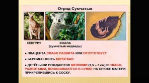 8 класс  Биология  Многообразие млекопитающих Богданович В Г