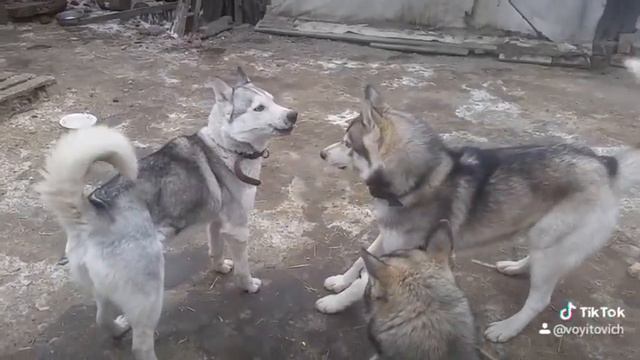 Хаски орет смотреть онлайн