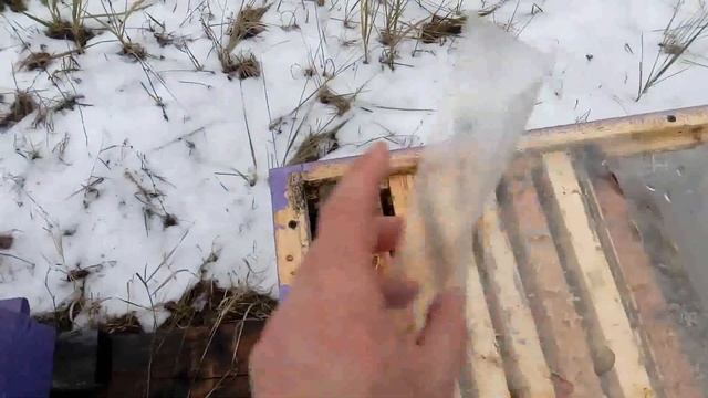 Липецкая обл.бакфаст F1 от Пьера де Кенинга линии 61,712. Остров Маркен. смотреть онлайн