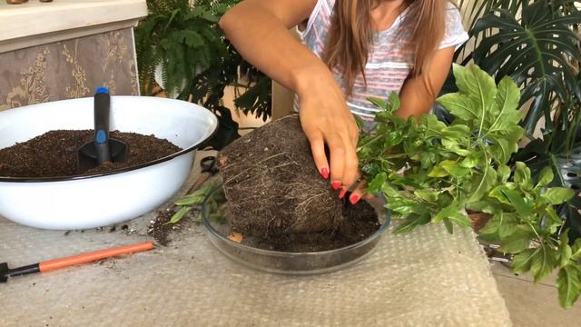 КОМНАТНЫЕ ЦВЕТЫ | КРОССАНДРА УХОД И ПЕРЕСАДКА смотреть онлайн