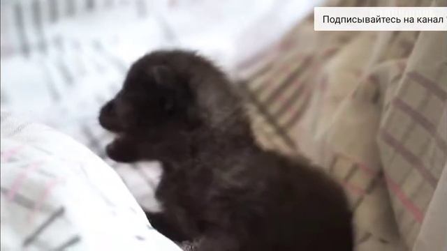 Как мила смотреть онлайн