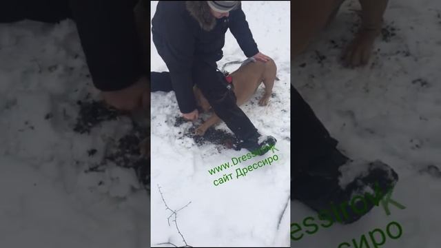 Дрессировка американского булли на команду "Лежать"- как научить собаку- показывает кинолог смотреть онлайн