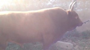 Калмыцкий бык