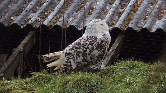 Schneeeule Bubo scandiacus früher Nyctea scandiaca Weibchen смотреть онлайн