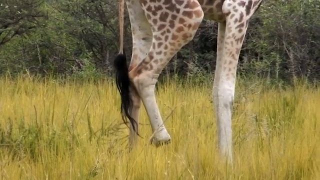 Wild Uganda Perils in Paradise смотреть онлайн
