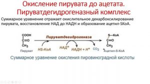 Биохимия. Лекция 51. Общие пути катаболизма. Энергообмен. Цикл Кребса.