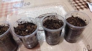 Посев кустовой и ампельной лобелии в гранулах и семенами