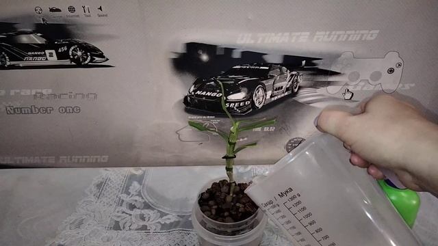 Первый полив орхидеи Дендробиум после пересадки. смотреть онлайн