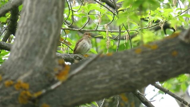 Поёт соловей обыкновенный (Luscinia luscinia) смотреть онлайн