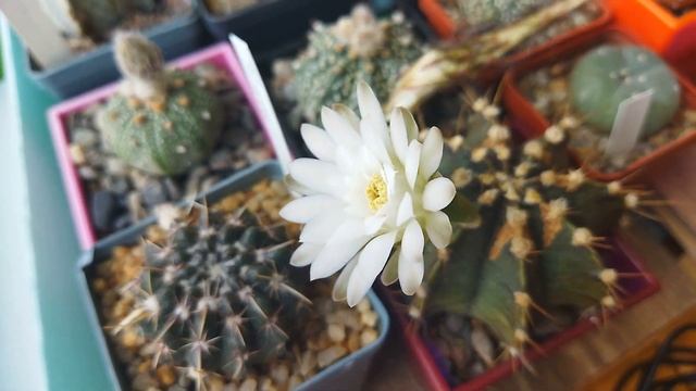 Почему кактус не цветет? Причины которые влияют на цветение кактусов. смотреть онлайн