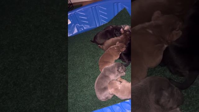 Tri pitbull puppies 5/18/22 make 2weeks they eyes almost open смотреть онлайн