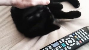 СОННИК. К ЧЕМУ СНИТСЯ ЧЕРНАЯ КОШКА? ТОЛКОВАНИЕ СНОВ