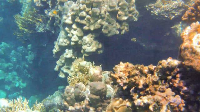 Риф от Amphoras Reef до SUNRISE Diamond Beach