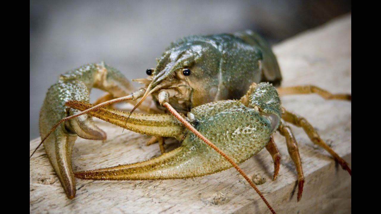 Подводная Охота на Раков. Снаряжение Для Подводной Охоты смотреть онлайн