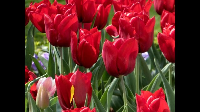 Panasonic Lumix TZ80 : Recenzija смотреть онлайн