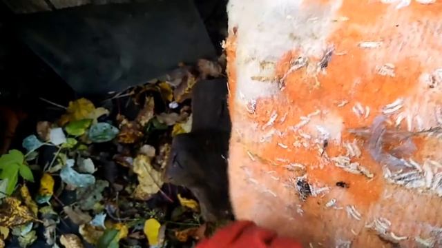 ⚡⚡⚡НОЯБРЬ, Завелась моль! Исправления проблемы.✨ смотреть онлайн