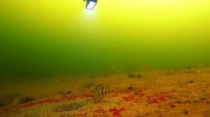 РЕАКЦИЯ РЫБЫ НА СВЕТ ФОНАРЯ или подводный солярий. )  Зимняя рыбалка