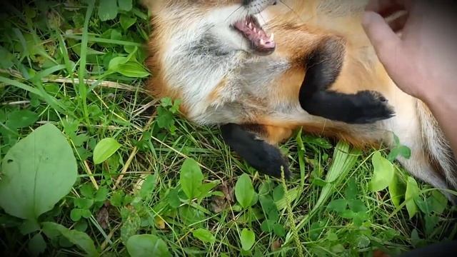 ЛИ СЯО. Алиса - Лиса. Поворот не туда для Макса. смотреть онлайн