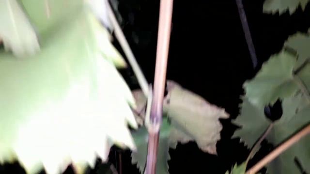 Осенняя подкормка винограда. смотреть онлайн