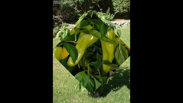 ПЕРЕЦ (CAPSICUM) сем. Пасленовые смотреть онлайн