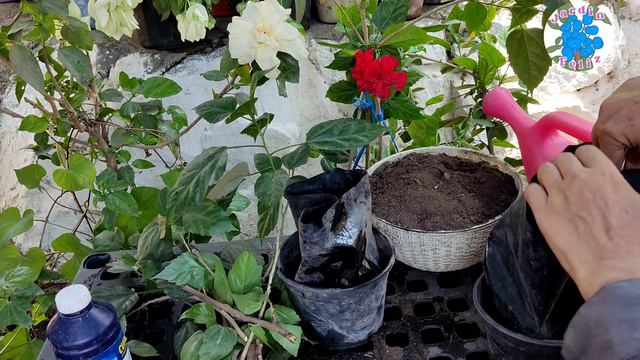 Como ENRAIZAR Esquejes de HIBISCUS #jardinfeliz #ichigopan #hibiscus смотреть онлайн