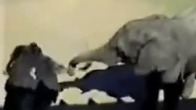 Страус довыделывался / Ostrich and elefant смотреть онлайн