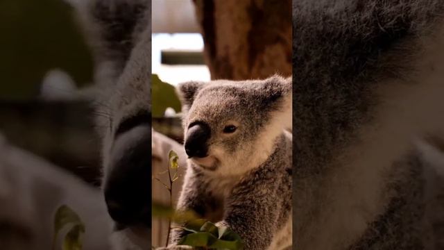 КОАЛА КУШАЕТ смотреть онлайн