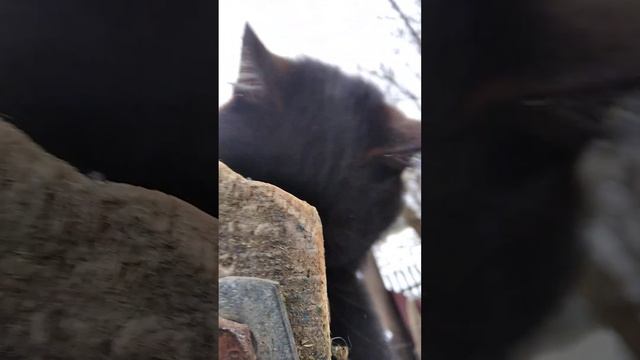 Наш черный охотник высматривает воробьев на дереве смотреть онлайн