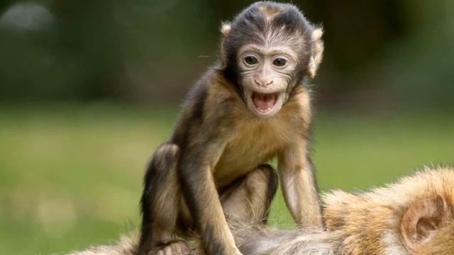 Учим Животных на английском Слон Корова Собака Лошадь Рыба Тигр Кошка Развивающие Мультики для Дете смотреть онлайн