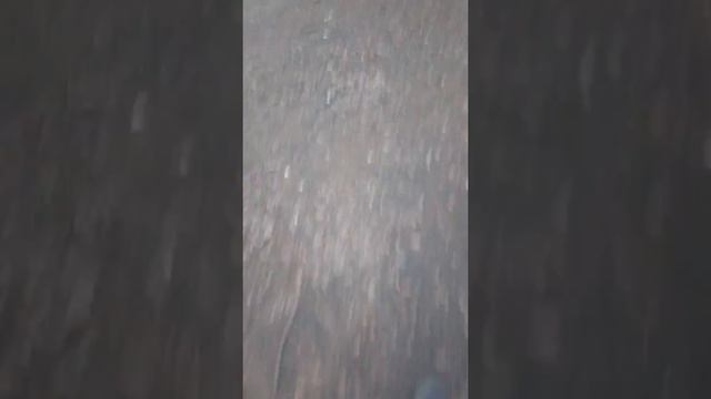 Я гуляю с собакой смотреть онлайн