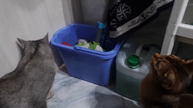 СТРАШНАЯ НОЧЬ В ВАННОЙ КОТЁНКА СЛАДУНА И КИСЫ АРИЕЛЫ смотреть онлайн