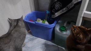 СТРАШНАЯ НОЧЬ В ВАННОЙ КОТЁНКА СЛАДУНА И КИСЫ АРИЕЛЫ