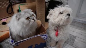 ЗРЯ МЫ ПОЗВОНИЛИ БЕНУ 1 АПРЕЛЯ! КЕВИН И БИЛЛИ ВЛИПЛИ!