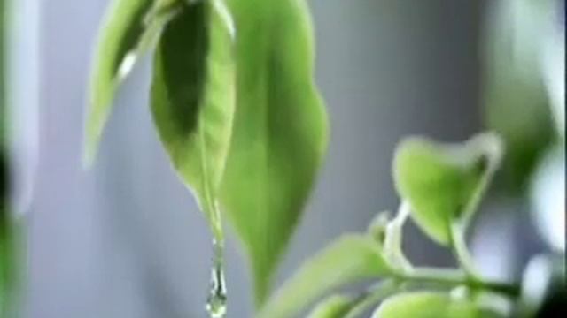 Head & Shoulders смотреть онлайн