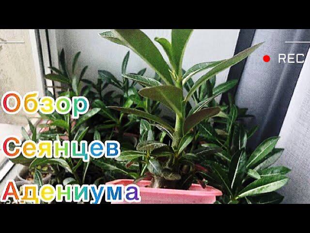 Адениум. Обзорчик моих сеянцев адениума смотреть онлайн