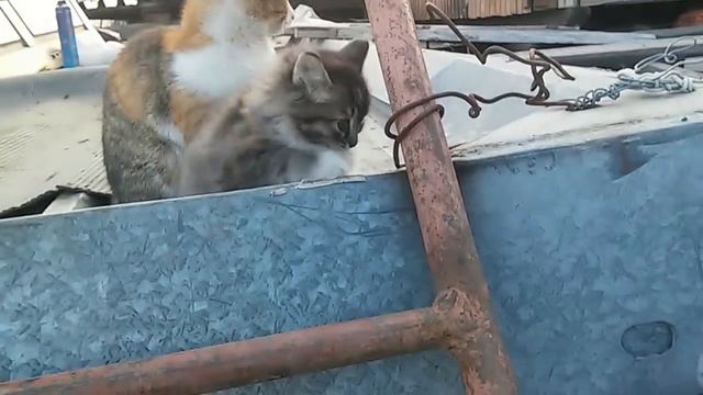 мой новый щенок! нашел на улице)) смотреть онлайн