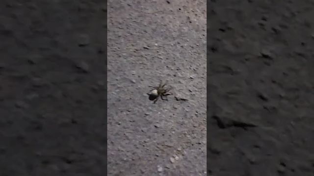Паук, зверь невиданной породы. Spider, a beast of an unknown breed. смотреть онлайн