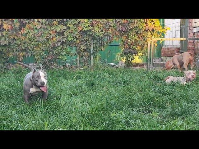 щенки американского булли подрощенные, тел. 89272772437 смотреть онлайн