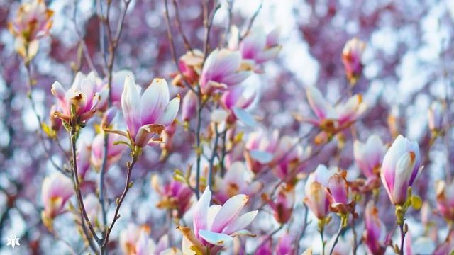 Расслабляющая музыка, исцеляющая от стресса, беспокойства и депрессивных состояний, исцеляет разум смотреть онлайн