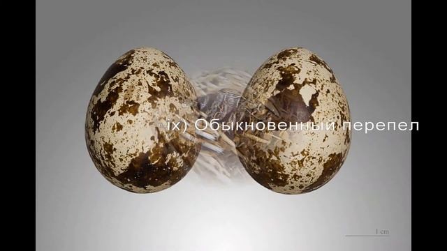 перепел Обыкновенный(Coturnix coturnix) смотреть онлайн