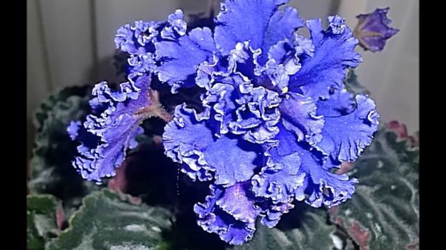 Фиалки Такшиной Ирины смотреть онлайн