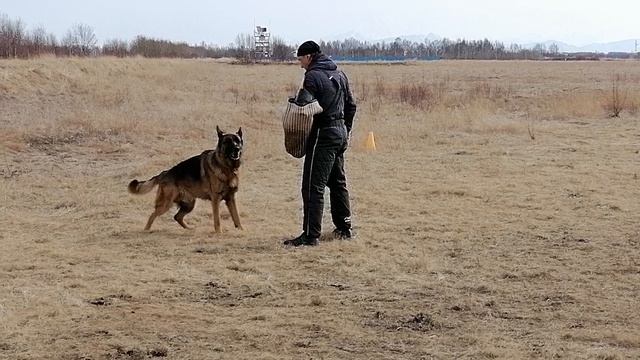8.  имеется/перв OSTEN STERN INDIGO (Napoli V. Bad-Boll – Osten Stern Evangelina)