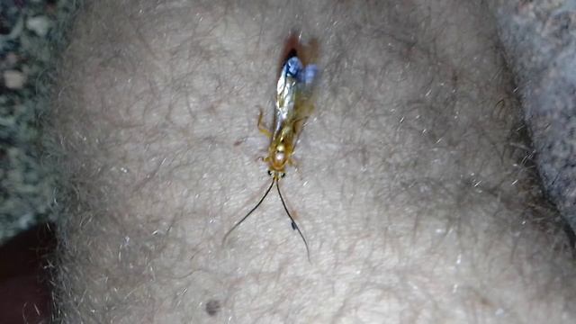 САМАЯ ВЕСЁЛАЯ КОЗЯВКА 2