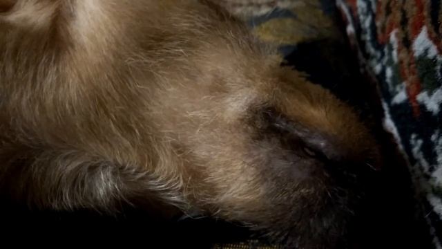 Щенок спит и странно дышит. смотреть онлайн