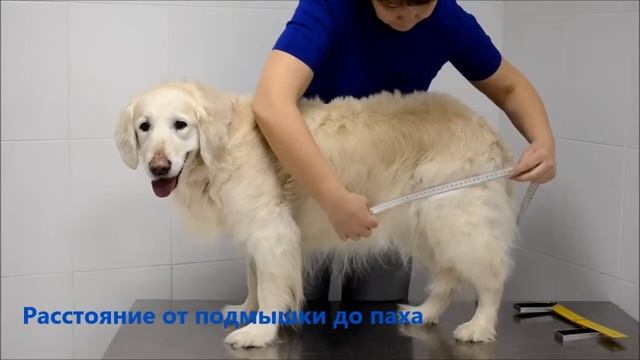 Правильный замер собаки для инвалидной коляски для задних конечностей смотреть онлайн