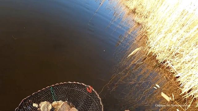 Рыбалка с китайской "мордушкой". Ловим карася и ротана. смотреть онлайн